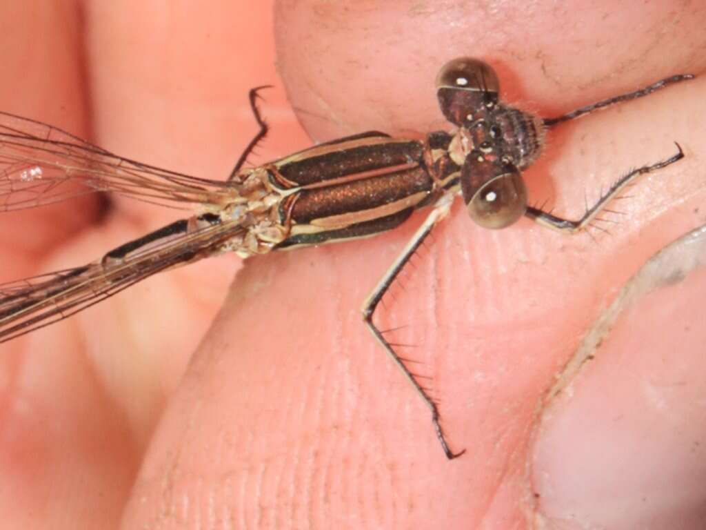 Image of Austrolestes analis (Rambur 1842)