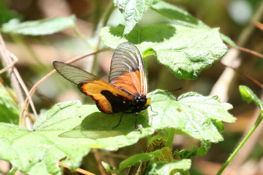 Image of Acraea insignis Distant 1880