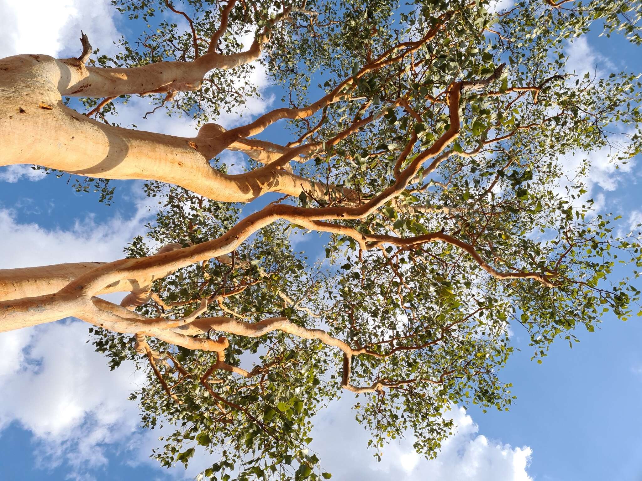 Image of Eucalyptus bigalerita F. Müll.