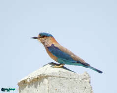 Imagem de Coracias benghalensis (Linnaeus 1758)