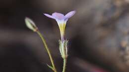 Image of coastal gilia