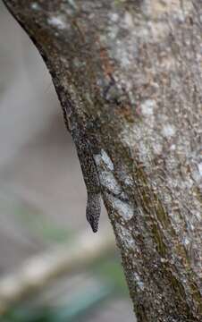 Image of Guantanamo  Anole