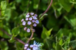 Image of flat-top whiteweed