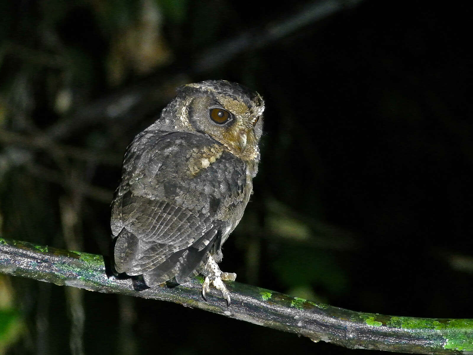 Image of Sunda Scops Owl