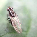 Image of Poecilohetaerus schineri (Hendel 1907)