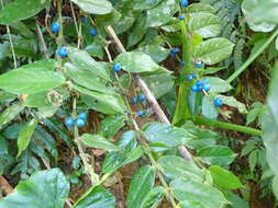 Image of Lasianthus attenuatus var. attenuatus