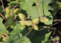 Image of Xanthium strumarium subsp. strumarium