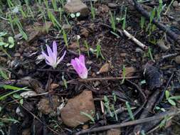 Image of Colchicum filifolium (Cambess.) Stef.