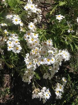 Image of Argyranthemum pinnatifidum subsp. pinnatifidum