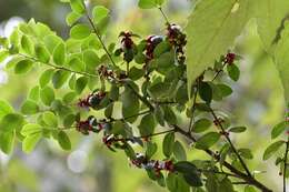 Image of Ilex vomitoria subsp. chiapensis (Sharp) A. E. Murray