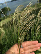 Image de Digitaria insularis (L.) Mez ex Ekman