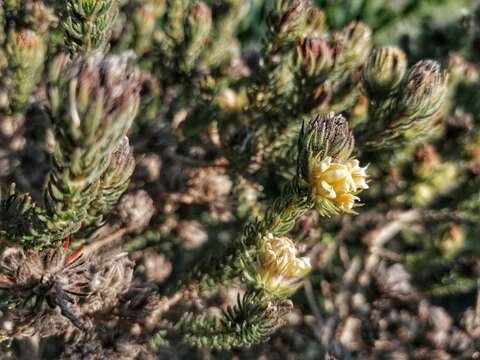 Слика од Aspalathus forbesii Harv.