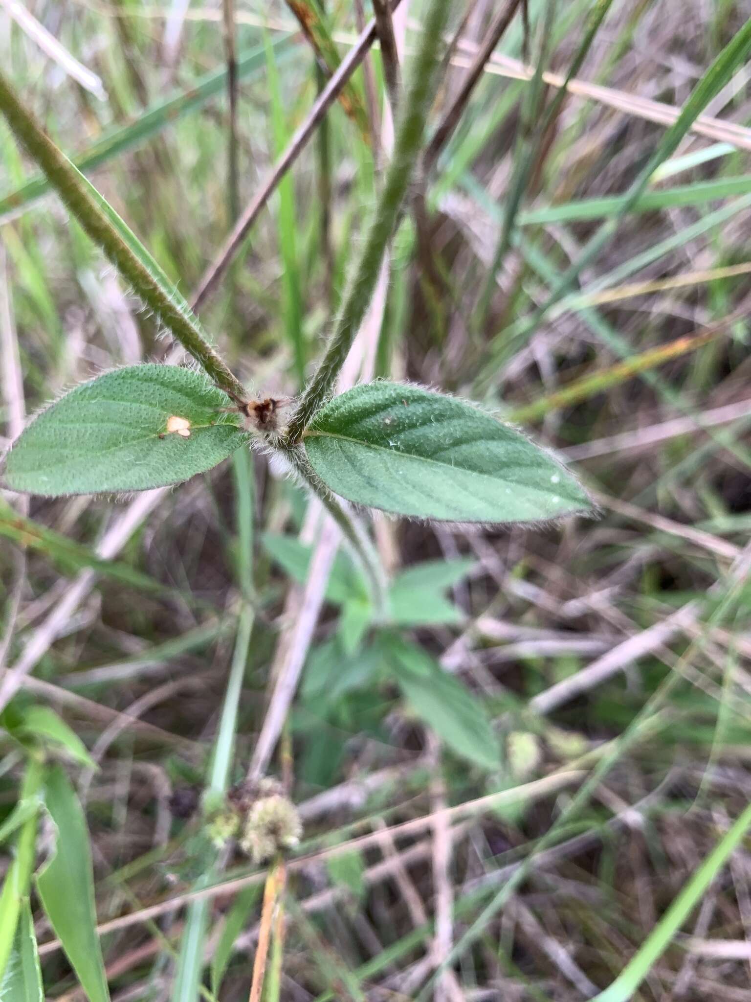 Image of Sipanea hispida Benth. ex Wernham