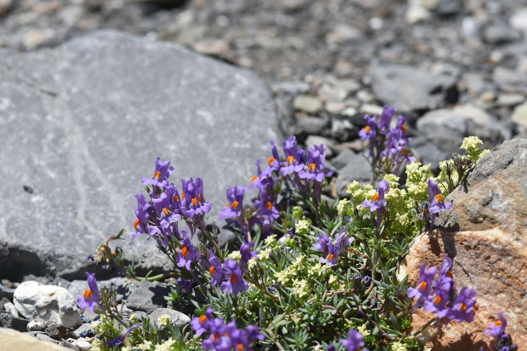 Image of Linaria alpina subsp. alpina