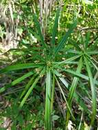 Image of Cyperus alternifolius subsp. flabelliformis Kük.