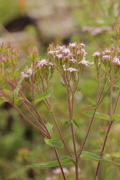 Sivun Stevia plummerae A. Gray kuva