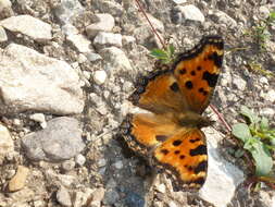 Nymphalis polychloros Linnaeus 1758 resmi