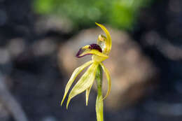 Image of Thick-lip spider orchid