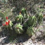 Image of Echinocereus coccineus subsp. transpecosensis