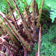 Image of mountain woodfern