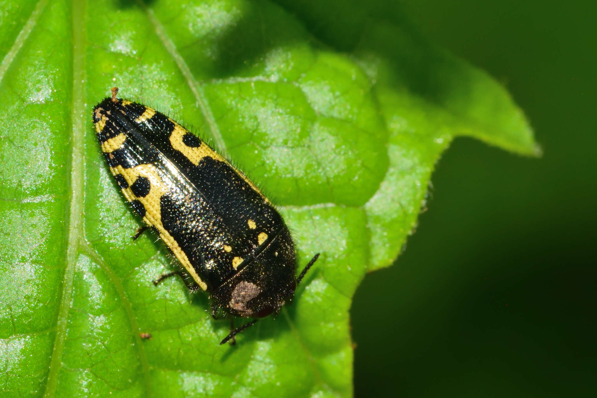 Image of Acmaeodera scalaris Mannerheim 1837