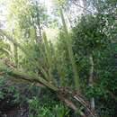 Image de Leptocereus arboreus Britton & Rose