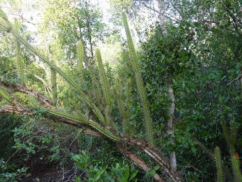 Leptocereus arboreus Britton & Rose resmi