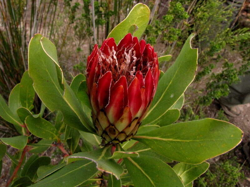 Plancia ëd Protea obtusifolia Buek ex Meissn.