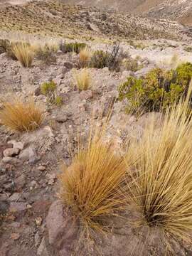 Image of Stipa leptostachya Griseb.