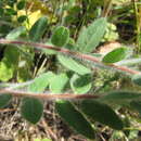 Image of Astragalus dasyanthus Pall.