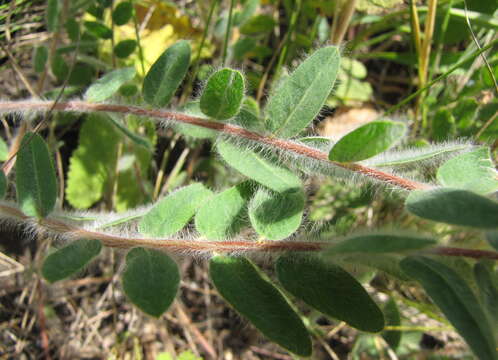 Imagem de Astragalus dasyanthus Pall.