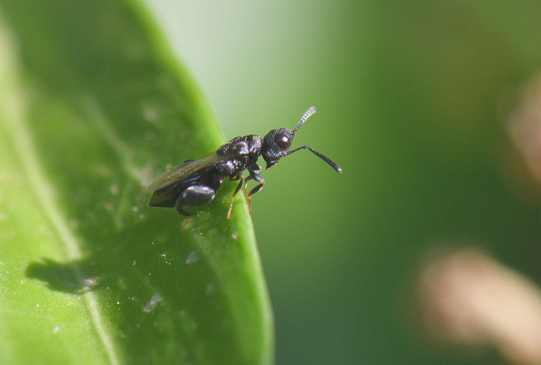 Image of Dirhinus hesperidum (Rossi 1790)