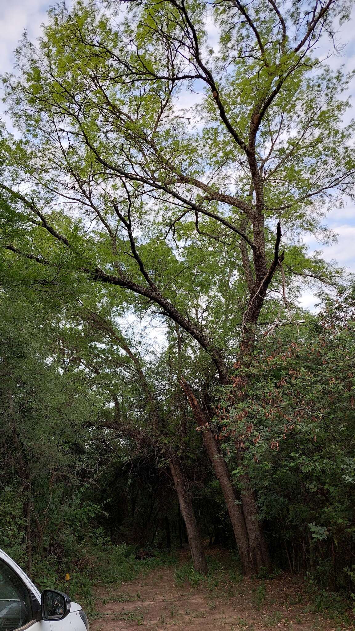 Image of Cordia americana (L.) Gottschling & J. S. Mill.