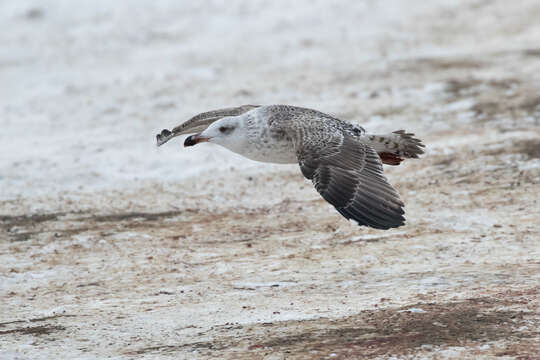 Image of Great Black-backed Gull