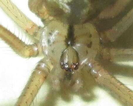 Image of Cellar spider