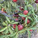 Image de Diospyros lycioides subsp. guerkei (Kuntze) De Winter