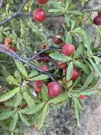 Sivun Diospyros lycioides subsp. guerkei (Kuntze) De Winter kuva