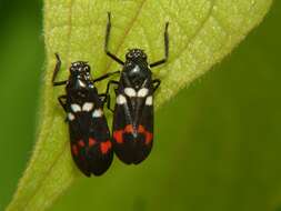 Image of Callitettix versicolor (Fabricius 1794)