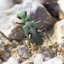 Image of Cicindela (Homodela) ismenia Gory 1833