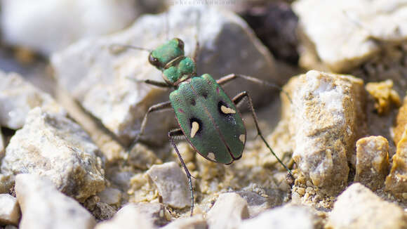 Image of Cicindela (Homodela) ismenia Gory 1833