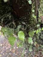 Image of Hymenophyllum cruentum Cav.