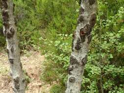 Image of Common Aspen