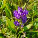 Image of Campanula glomerata subsp. farinosa (Rochel ex Besser) Kirschl.