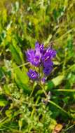 Imagem de Campanula glomerata subsp. farinosa (Rochel ex Besser) Kirschl.