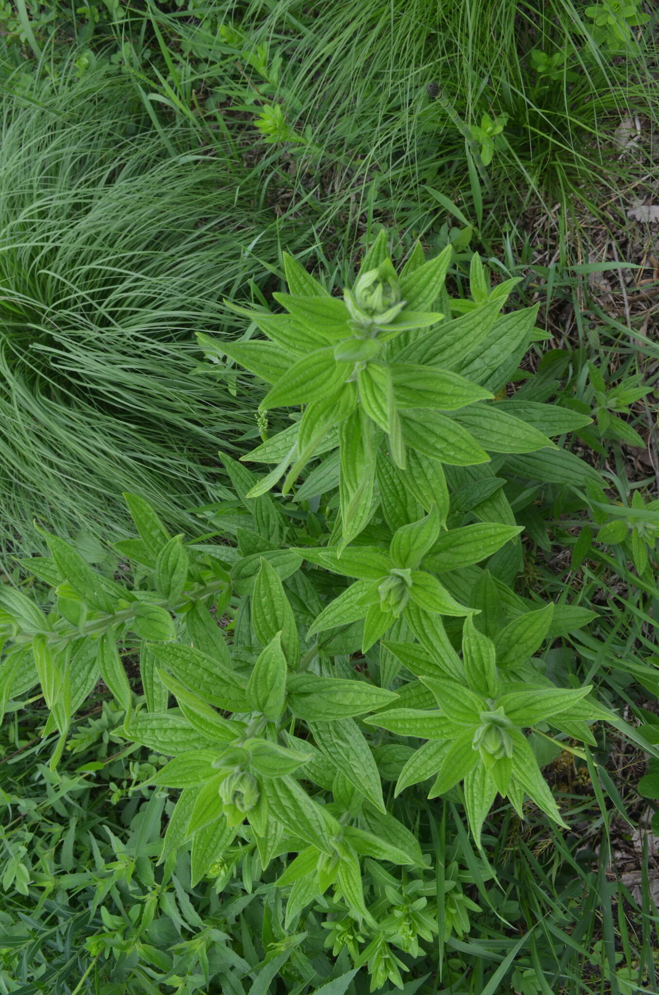 Image of softhair marbleseed