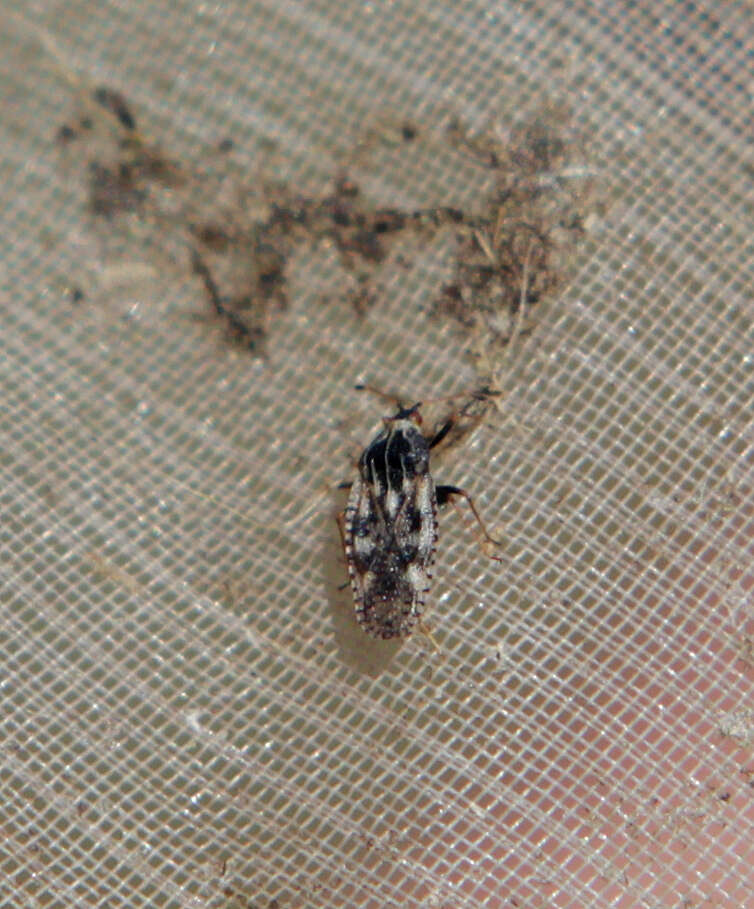 Image of Lace bug