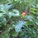 Image of Aphelandra wendtii T. F. Daniel