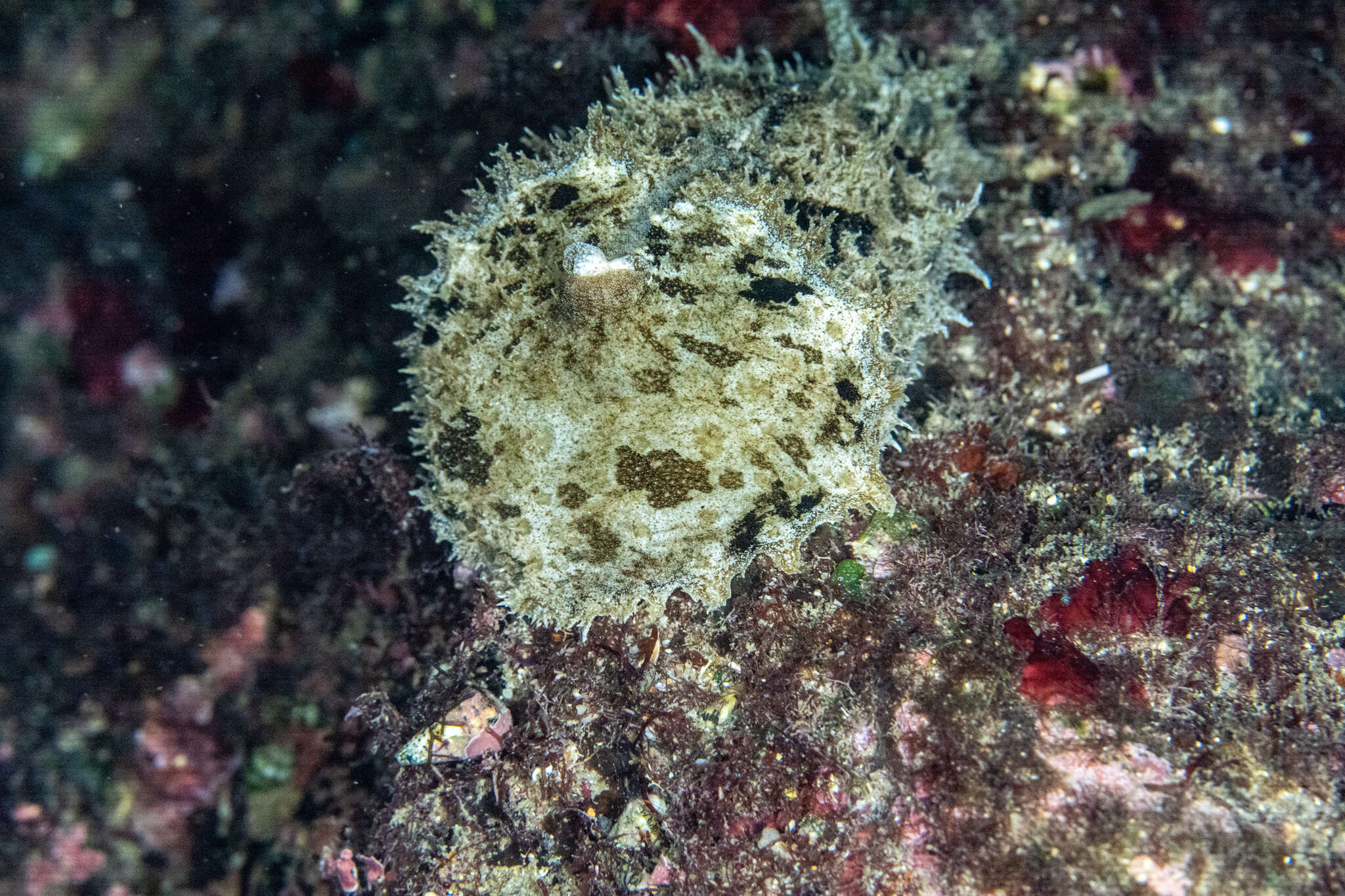 Image of many-colored abalone