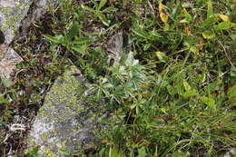 Image of Alchemilla sericea Willd.