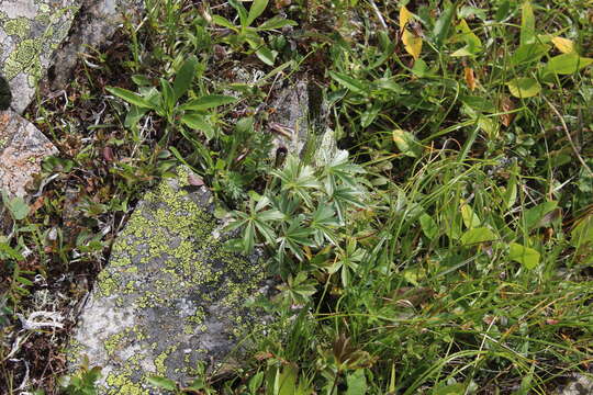 Image of Alchemilla sericea Willd.